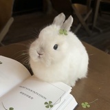 芒椰小丸子