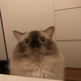 Jimmia