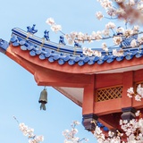 旷野孤心