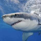 饭店老板大鲨鱼