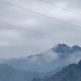 一棵梧桐树