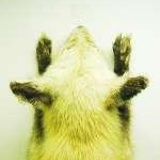 狐狸
