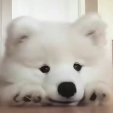 南瓜瓜乐