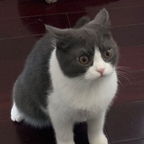 礼貌好彩