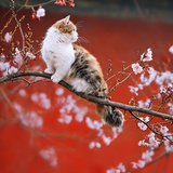 太一真龙仙君