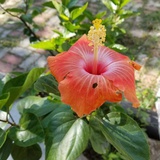 www