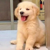 Samoyed
