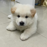 不要选择我