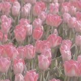 菲尔艾克斯奎斯