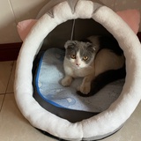 虾介