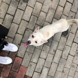 杨柳11