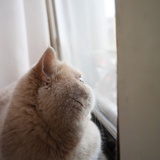 猫猫和布罗艾