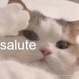 两栖小猪鱼