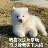 汪汪队立大功