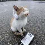 冷眼旁观的鲨手