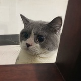 小辣椒
