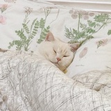 一只猪的日常oh