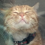 好运来