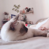 肥卷麻麻