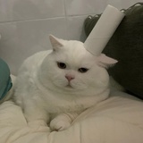 没头脑和不高兴