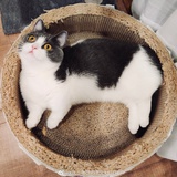 糖欣酥