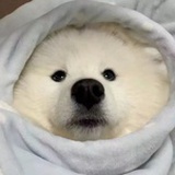 果味奶棒