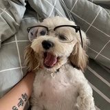红豆椰果冰