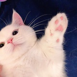 我家有只猪猪侠