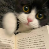 批发恐龙幼崽
