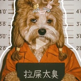 会弹会滚🐮肉丸