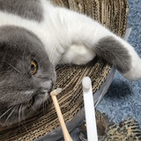 挑食崽的钱袋子