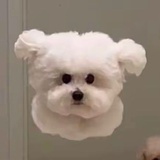 茉莉奶绿