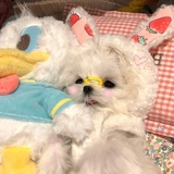 你说的对行了吧