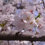 上岸
