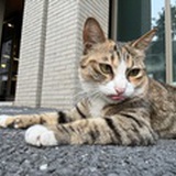 吸金小仙女