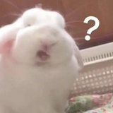 香菜请放致死量