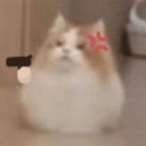 豆豆