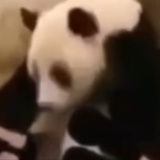 后退中熊猫