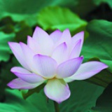 四厢花影斋