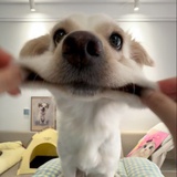 滚滚是可爱小狗