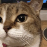 /ᐠ - ˕ -マ Ⳋ