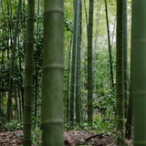 豆友5353020268