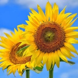 sun flower
