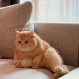 cheese猫猫球