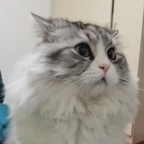 °