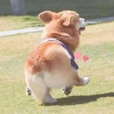 兰竹