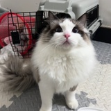 椎名绘梨