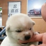 菠萝盐水泡