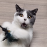 雕