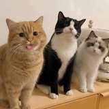 灵静